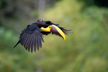 Yellow-throated Toucan perching flying