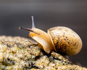snail on a stone