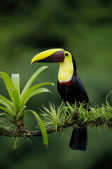 Yellow-throated Toucan perching on branch