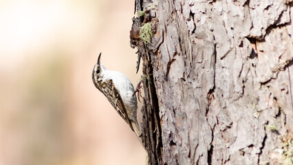  Hoch und runter: Ein Waldbaumläufer im Frühling