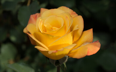 single yellow rose