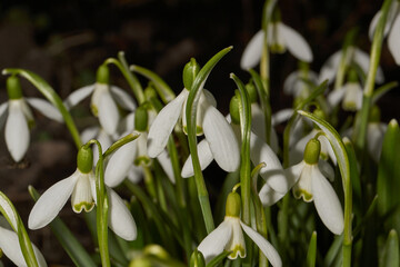 Obraz premium Snowdrops bloom on the lawn in the garden. The snowdrop is a symbol of spring. Snowdrop, or Galanthus (lat. Galanthus), is a genus of perennial herbs of the Amaryllis family (Amaryllidaceae).