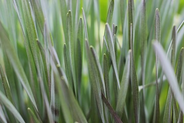 Fototapeta na wymiar texture background green grass.