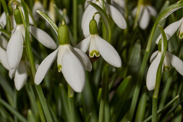 Snowdrops bloom on the lawn in the garden. The snowdrop is a symbol of spring. Snowdrop, or Galanthus (lat. Galanthus), is a genus of perennial herbs of the Amaryllis family (Amaryllidaceae).