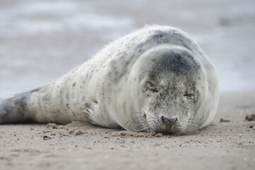 Baby seal relaxing enjoying the lovely day on a Baltic Sea beach. Seal with a soft fur coat long whiskers dark eyes and sharp claws. Harmony with nature. Seal looking inquisitively at the camera