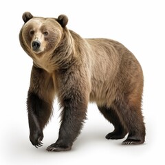 bear on a white background