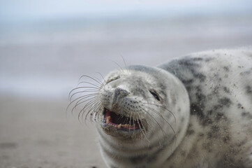 Naklejka premium Baby seal relaxing enjoying the lovely day on a Baltic Sea beach. Seal with a soft fur coat long whiskers dark eyes and sharp claws. Harmony with nature. Seal looking inquisitively at the camera
