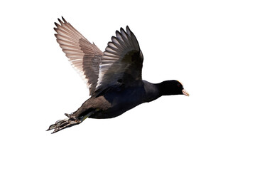 Eurasian Coot isolated on white background ( Fulica Atra ). 