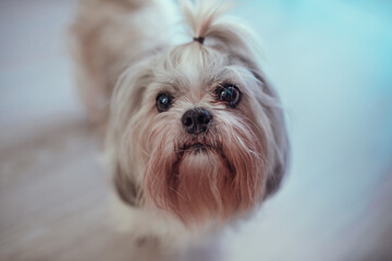 Cute shih-tzu dog close-up portrait