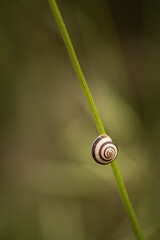 Small snail climbing up a green branch. Its round shell is appreciated.