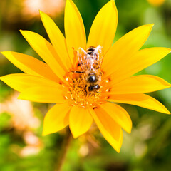 A bee on a yellow gerbera .