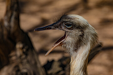 close up of a ostrich
