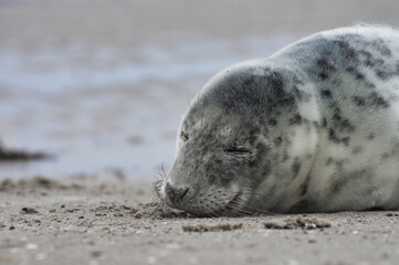 Baby seal relaxing enjoying the lovely day on a Baltic Sea beach. Seal with a soft fur coat long whiskers dark eyes and sharp claws. Harmony with nature. Seal looking inquisitively at the camera