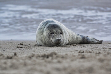 Baby seal relaxing enjoying the lovely day on a Baltic Sea beach. Seal with a soft fur coat long whiskers dark eyes and sharp claws. Harmony with nature. Seal looking inquisitively at the camera