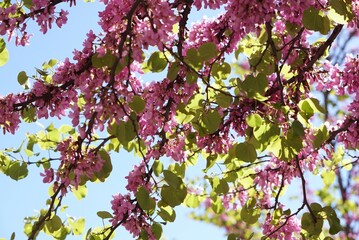 葉が出始めたピンク色の花