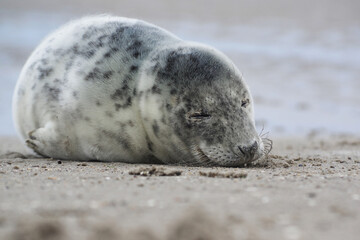 Baby seal relaxing enjoying the lovely day on a Baltic Sea beach. Seal with a soft fur coat long whiskers dark eyes and sharp claws. Harmony with nature. Seal looking inquisitively at the camera