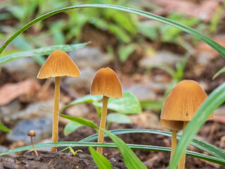 Cogumelos na floresta