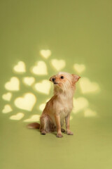 Dog photography at studio with creative background