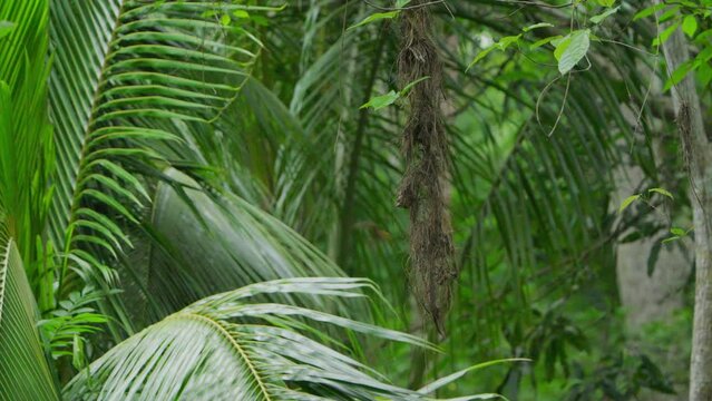 P&aacute;jaro peque&ntilde;o entrando a nido colgante en Selva Tropical