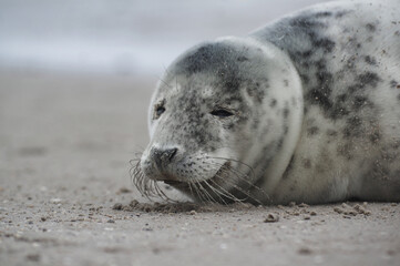 Baby seal relaxing enjoying the lovely day on a Baltic Sea beach. Seal with a soft fur coat long whiskers dark eyes and sharp claws. Harmony with nature. Seal looking inquisitively at the camera