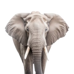 Fototapeta na wymiar Elephant on a White background