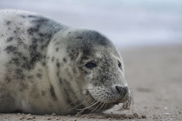 Baby seal relaxing enjoying the lovely day on a Baltic Sea beach. Seal with a soft fur coat long whiskers dark eyes and sharp claws. Harmony with nature. Seal looking inquisitively at the camera