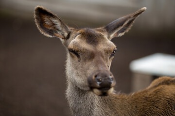 Wild animal. Sika deer portrait on the farm