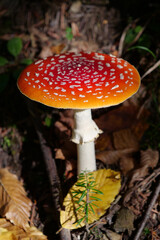 Big red fly agaric grows in autumn wood. Picturesque place in wood heart