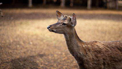 Wild animal. Sika deer portrait on the farm