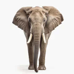 Foto op Plexiglas Elephant on a White background © Enzo
