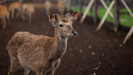 Wild animal. Sika deer portrait on the farm
