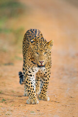 Indian Leopard in its natural habitat. This picture is taken from the northern jungles of India