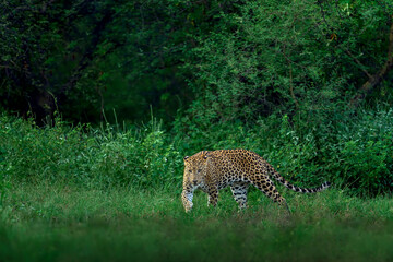 Indian Leopard in its natural habitat. This picture is taken from the northern jungles of India