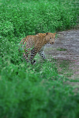 Indian Leopard in its natural habitat. This picture is taken from the northern jungles of India