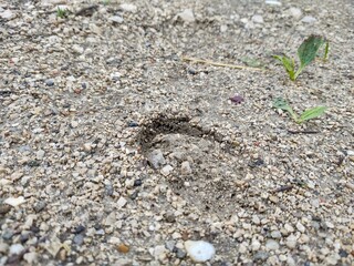 Animal footprints in the mud after the rain. Slovakia