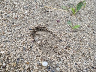 Animal footprints in the mud after the rain. Slovakia