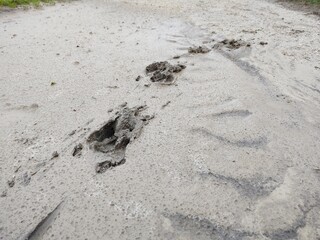 Animal footprints in the mud after the rain. Slovakia
