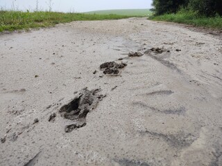 Animal footprints in the mud after the rain. Slovakia