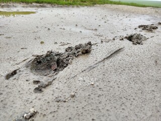 Animal footprints in the mud after the rain. Slovakia