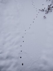 Animal footprints in the snow during winter. Slovakia