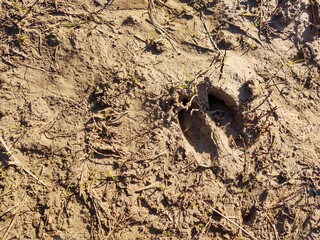 Animal footprints in the mud after the rain. Slovakia