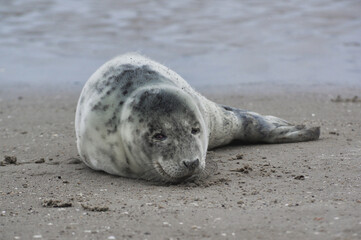Baby seal relaxing enjoying the lovely day on a Baltic Sea beach. Seal with a soft fur coat long whiskers dark eyes and sharp claws. Harmony with nature. Seal looking inquisitively at the camera