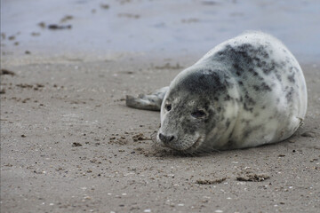 Baby seal relaxing enjoying the lovely day on a Baltic Sea beach. Seal with a soft fur coat long whiskers dark eyes and sharp claws. Harmony with nature. Seal looking inquisitively at the camera