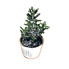 Color sketch of ornamental plants with transparent background