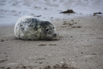 Naklejka premium Baby seal relaxing enjoying the lovely day on a Baltic Sea beach. Seal with a soft fur coat long whiskers dark eyes and sharp claws. Harmony with nature. Seal looking inquisitively at the camera