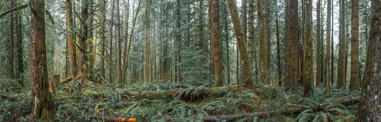 Panoramic landscape of lush mossy old growth Pacific Northwest forest in Oregon