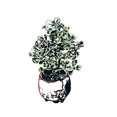 Color sketch of ornamental plants with transparent background