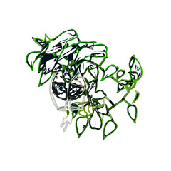 Color sketch of ornamental plants with transparent background