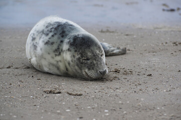 Baby seal relaxing enjoying the lovely day on a Baltic Sea beach. Seal with a soft fur coat long whiskers dark eyes and sharp claws. Harmony with nature. Seal looking inquisitively at the camera