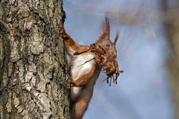 Wiewiórka zbierająca materiał na gniazdo